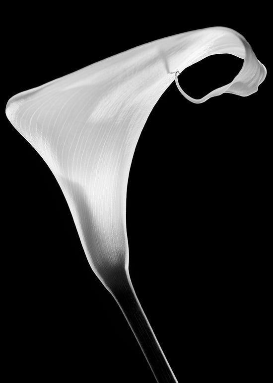 Poster - White Lily