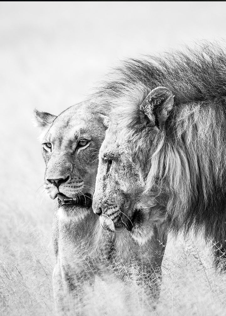 Poster - A King Will Always Protect His Queen | Gray