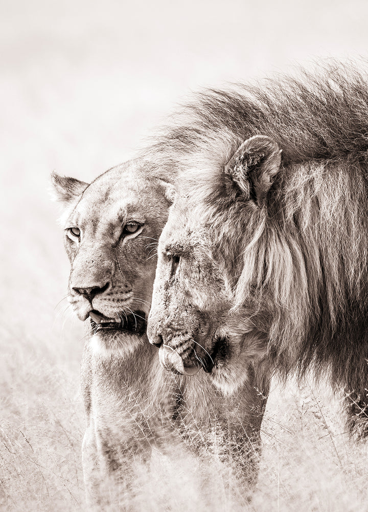 Poster - A King Will Always Protect His Queen