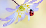 Poster - Ladybug