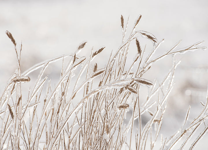 Poster -  Dry grass covered with ice