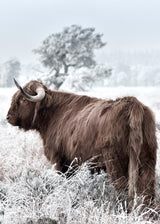 Poster - Highland