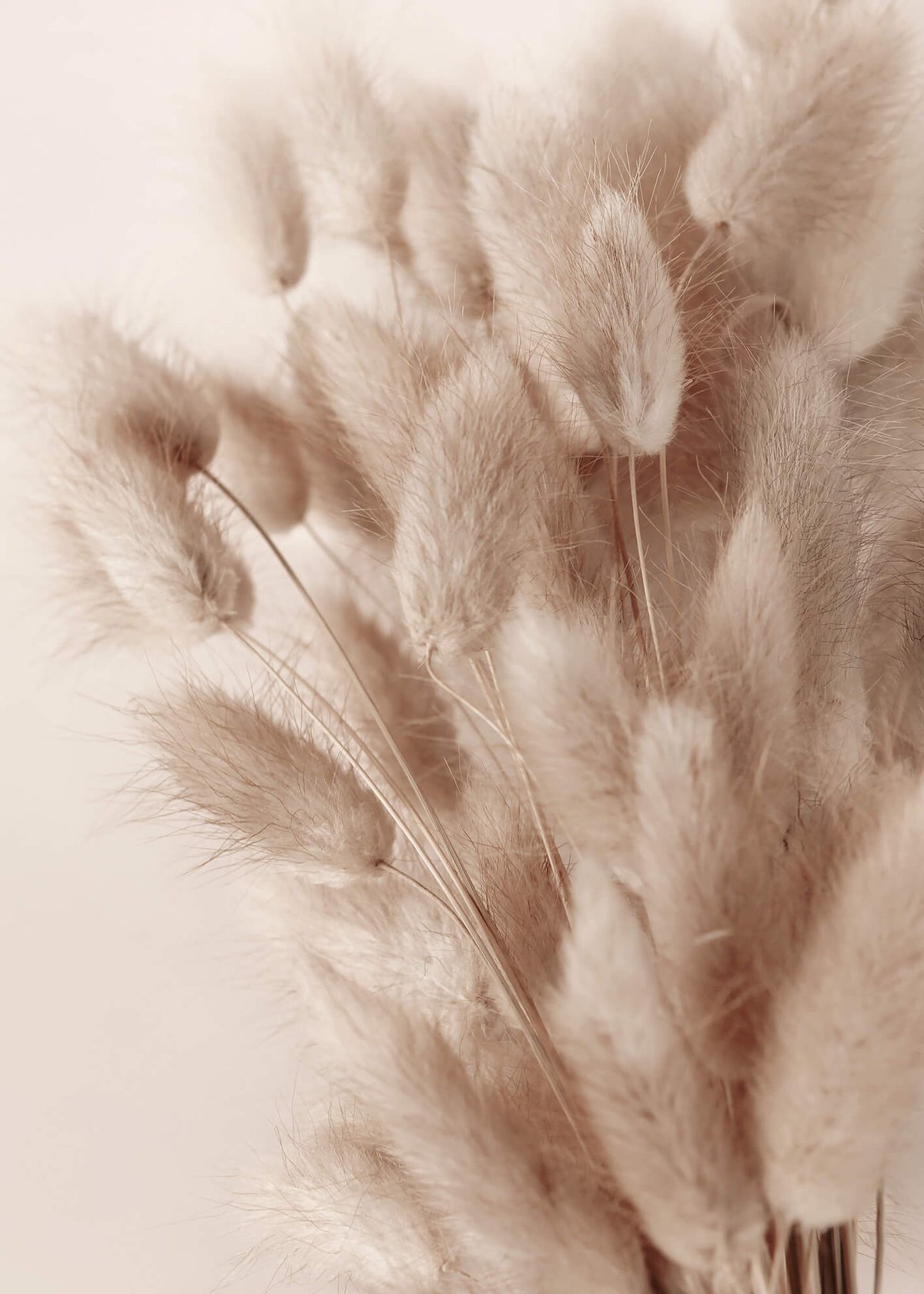 Canvastavla - Soft Pampas No2 (50x70)