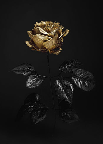 Canvastavla - Golden Rose (80x120)