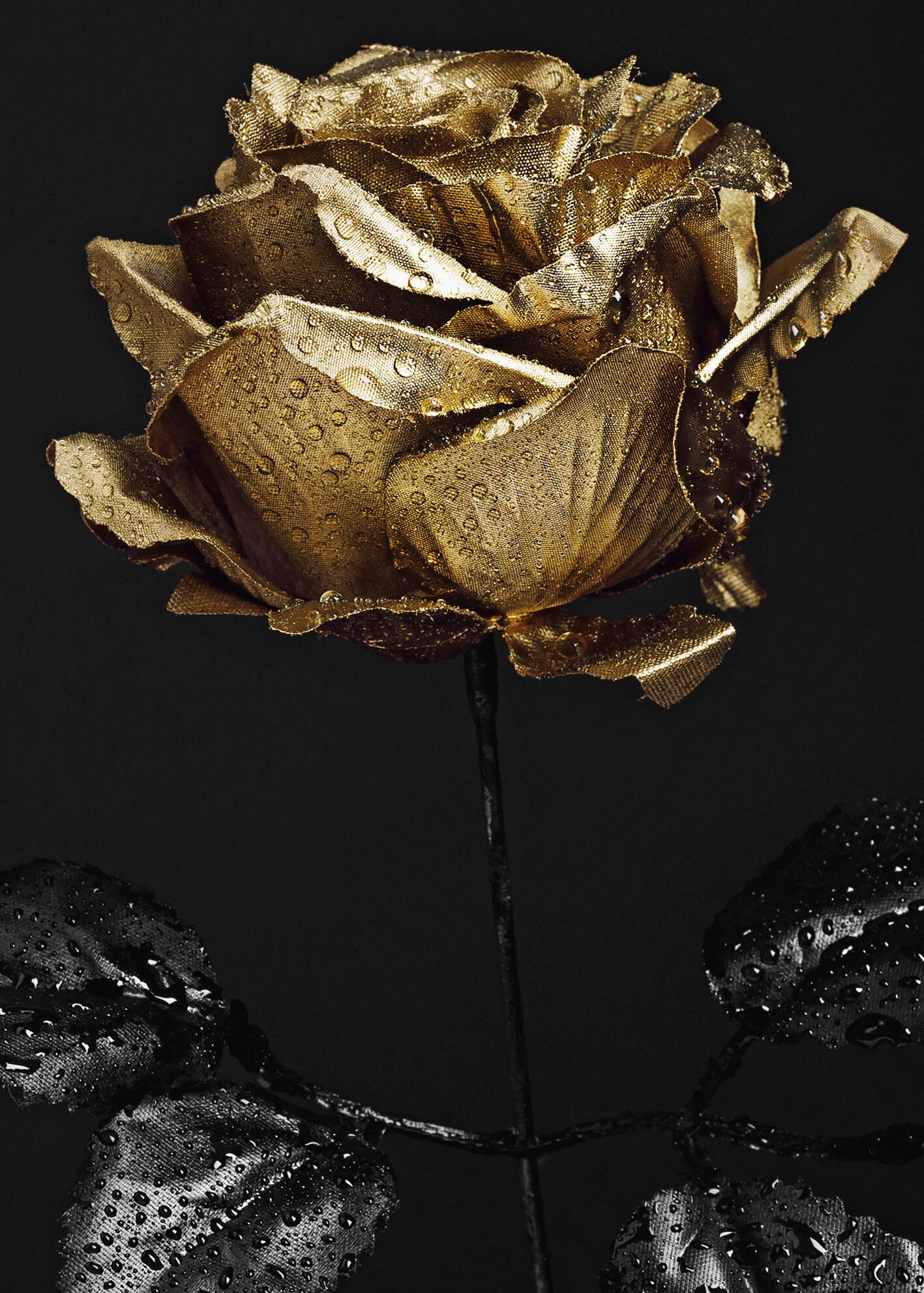 Canvastavla - Golden Rose (80x120)