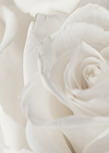 Canvastavla - Charming Roses (50x70)