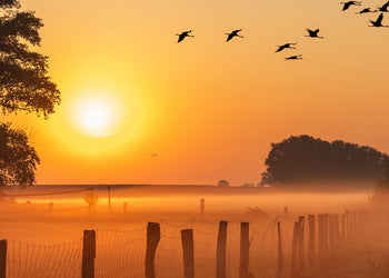 Canvastavla - Sunrise Birds (70X100)