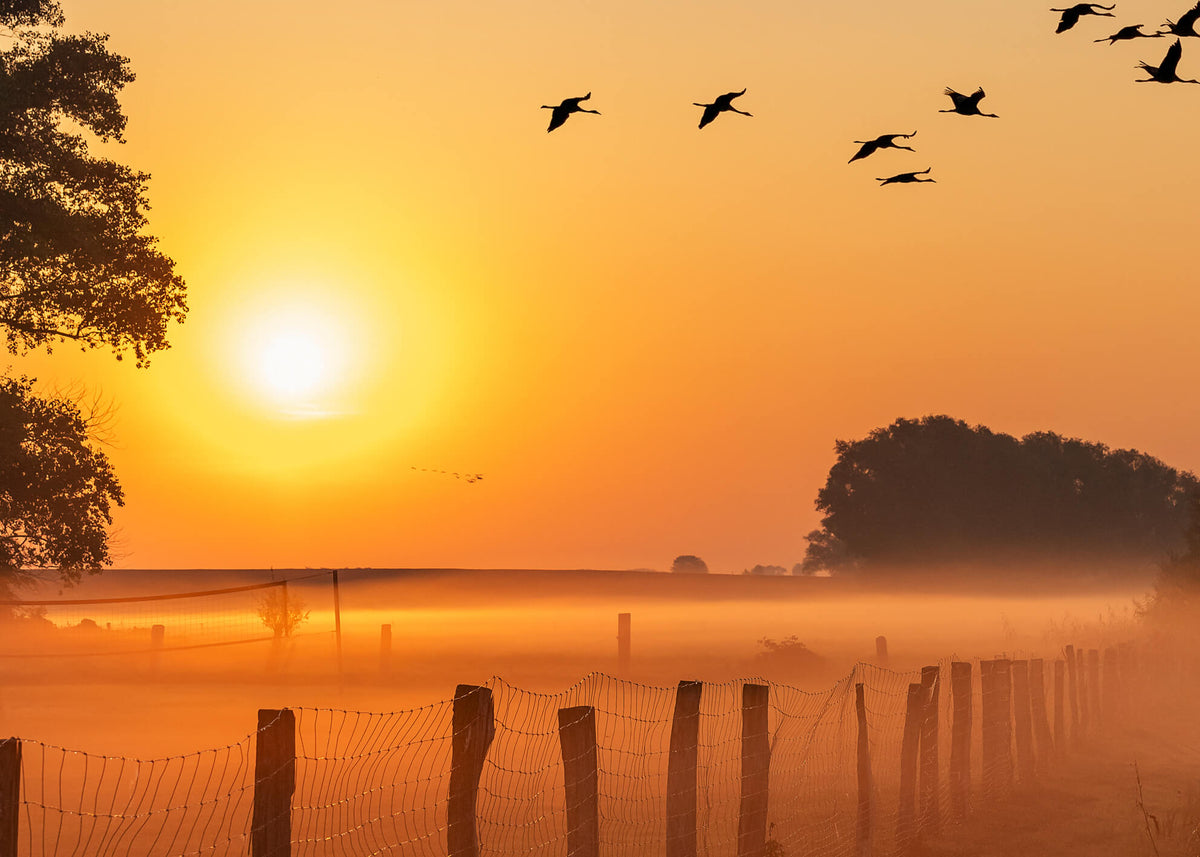 Canvastavla - Sunrise Birds (70X100)