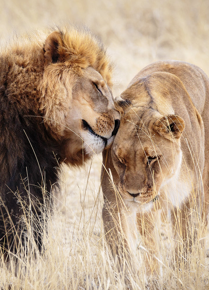 Poster - A King Only Bows Down to His Queen