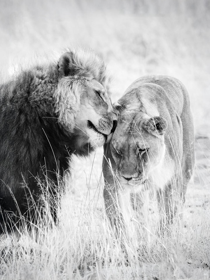 Poster - A King Only Bows Down to His Queen | Gray