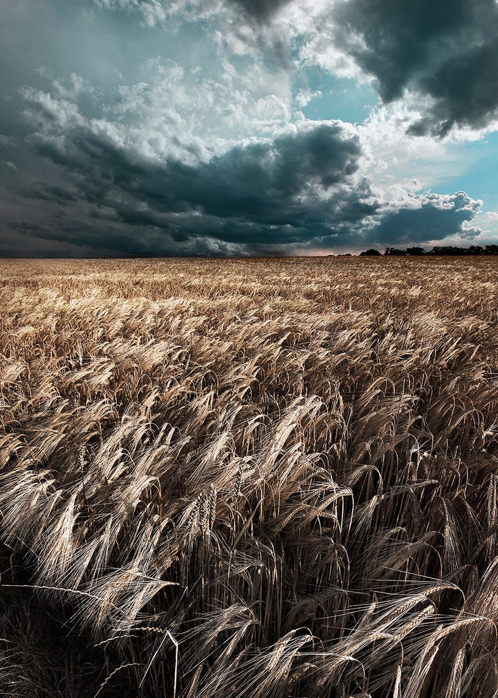 Poster - Field