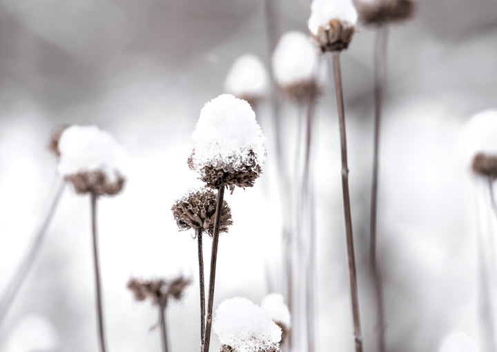Poster - Dandelions and Snow