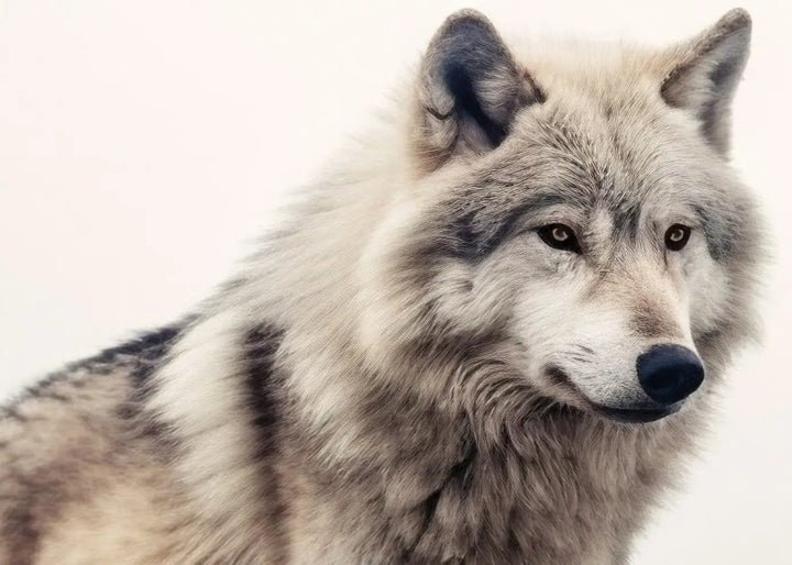 Canvastavla - Grey Wolf